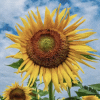 Clubhouse Sunflower GIF