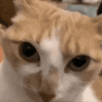 Very Funny Cat GIF