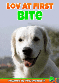 PetJuvenate petjuvenate henlo hooman fren love rescue dogs treatos and woofer for pupper GIF