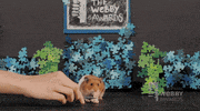 Hungry Hamster GIF by The Webby Awards