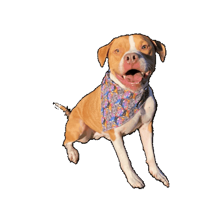 Oliver Happy Dog Sticker by Geekster Pets