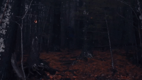 dark forest GIF by Polyvinyl Records