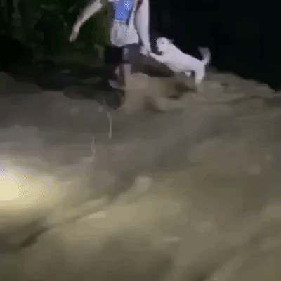 Man Guides Dog Through Floodwaters During Tropical Storm