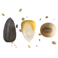 Soja Maiz Sticker by NKSeeds