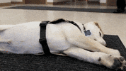 Dog Soccer GIF by Atlanta United
