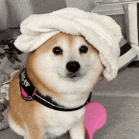 Shiba Gala GIF