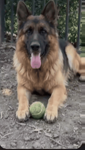 Gretchen GIF