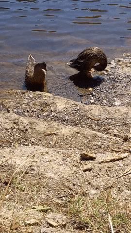 Simongip giphygifmaker GIF