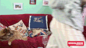 angie and yvie dogglebox GIF by Gogglebox Australia