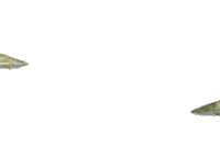 bluezooaquariums shark zoo aquarium bluezoo Sticker