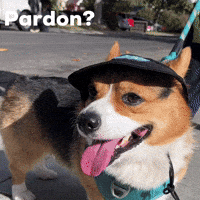 Corgi Milo GIF