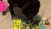 GIF by collin