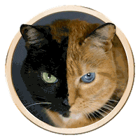Licking Cat Food Sticker by Sheba Official