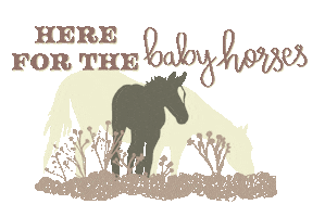 Baby Horse Sticker by Molly Virginia Morris Photography