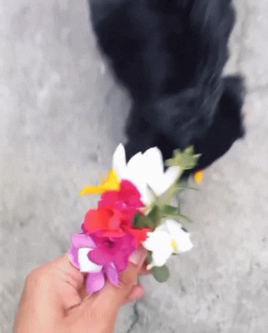 Dog Flower Naughty Stupid Bite Flowerforyou Nepalicats GIF