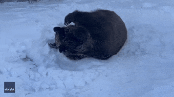 Roly-Poly Bear Has the Best Time in Snow at New York Wildlife Sanctuary