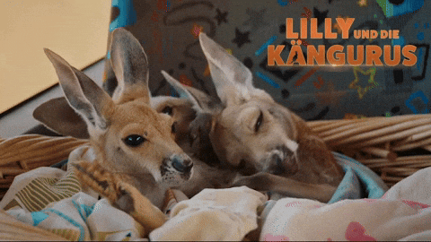Kangaroo Popcorn GIF by Studiocanal Germany