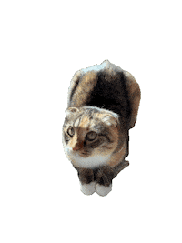 Cat Sticker