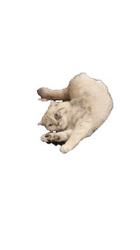 Cat Sticker