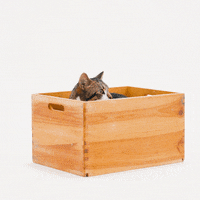 Cat Explore GIF by Petsure UK