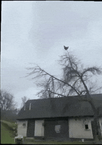 Chicken On Tree GIF