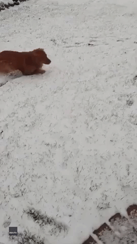 Dog Gets Case of the Zoomies in Snowy Michigan Backyard