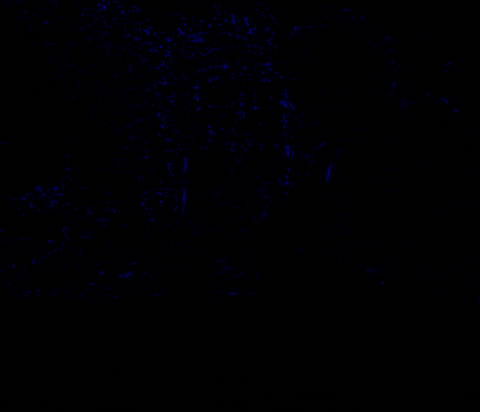 schnellebuntebilder giphyupload vvvv hlsl optical flow GIF