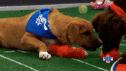 Animal Planet Football GIF by Puppy Bowl