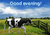 Cows Expressions GIF