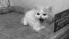 cat meow GIF
