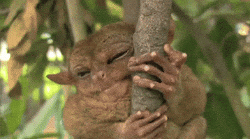 figure tarsier GIF