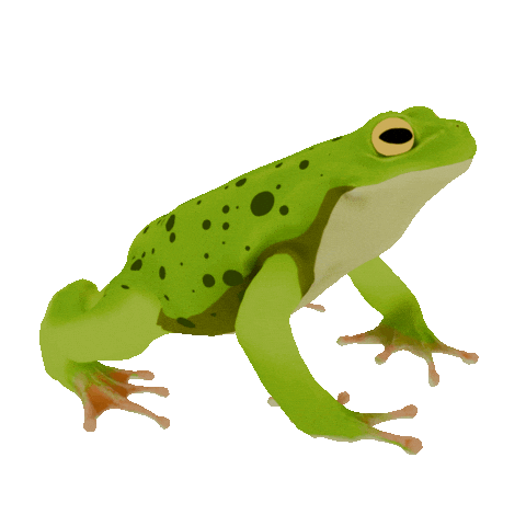 3D Frog Sticker by Zacxophone