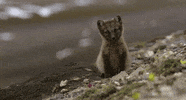 arctic fox GIF by Head Like an Orange