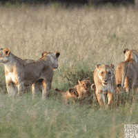 Natures Great Events Jump GIF by BBC America