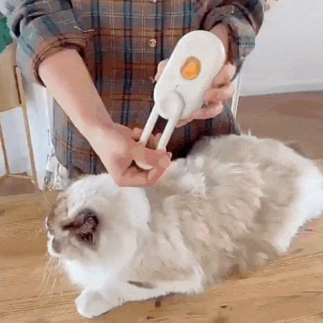 KPDORA giphyupload GIF
