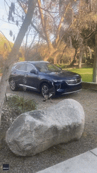 Wild Turkey Perplexed by Its Own Reflection in Car Door