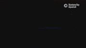 Glow Red Tide GIF by Monterey Bay Aquarium