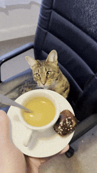 Savannah Cat GIF