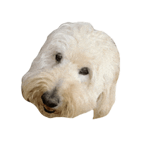 RevelPhotoCo dog dogs pet doodle Sticker
