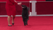 On My Way Running GIF by American Kennel Club