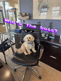 Whos The Boss Dog GIF by arielle-m