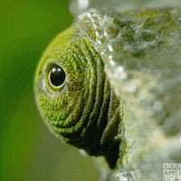 planet earth GIF by BBC America