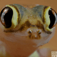 Planet Earth GIF by BBC America