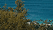 Surfing Hawaii GIF by 50statesproject