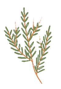 Essentialoils Lavanda Sticker by AYLA