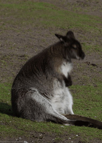 loop crunches GIF