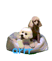 아르르 Sticker by arrr_official