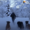 best friends dog GIF by The Dodo
