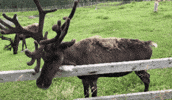 Reindeer GIF by Valley Zoo Development Society