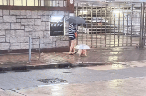 cuteanimalland giphyupload GIF